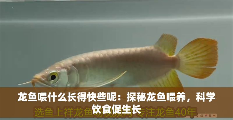 龍魚喂什么長得快些呢：探秘龍魚喂養，科學飲食促生長
