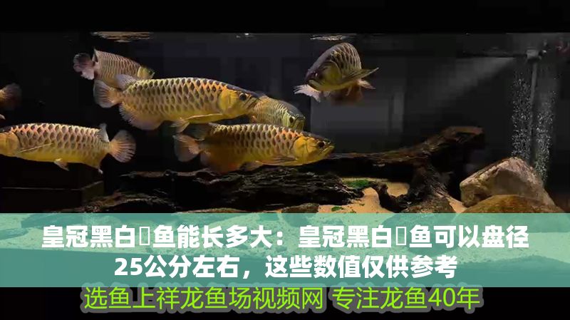 皇冠黑白魟魚能長多大：皇冠黑白魟魚可以盤徑25公分左右，這些數(shù)值僅供參考