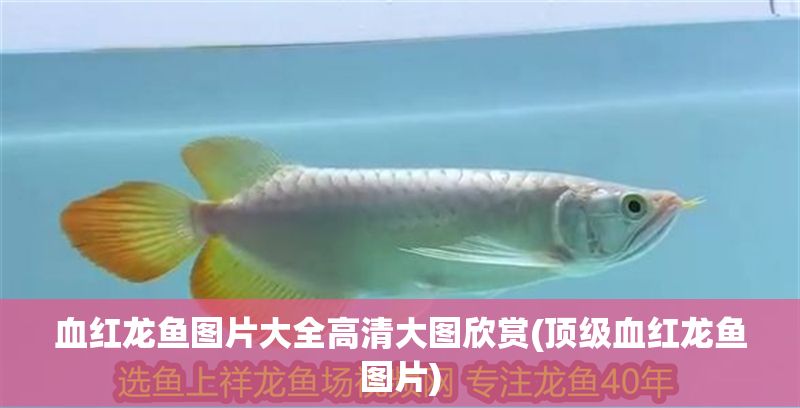 血紅龍魚圖片大全高清大圖欣賞(頂級血紅龍魚圖片)