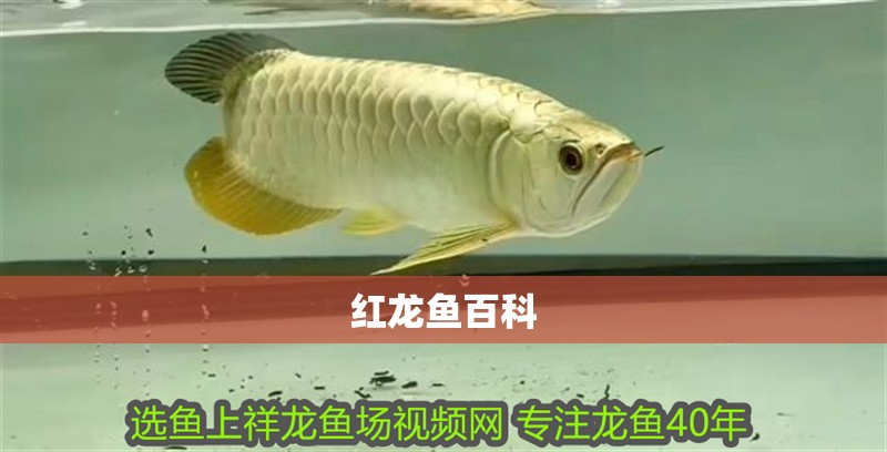 紅龍魚百科