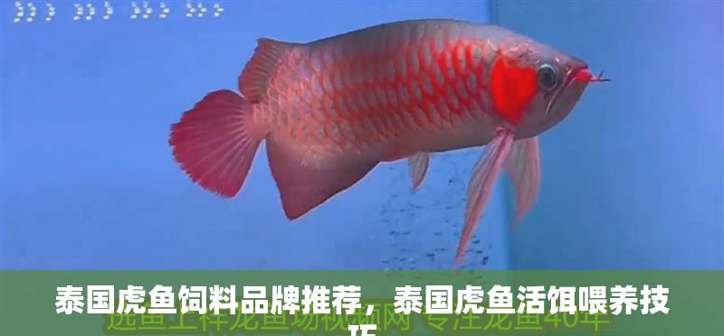 泰國虎魚飼料品牌推薦，泰國虎魚活餌喂養技巧
