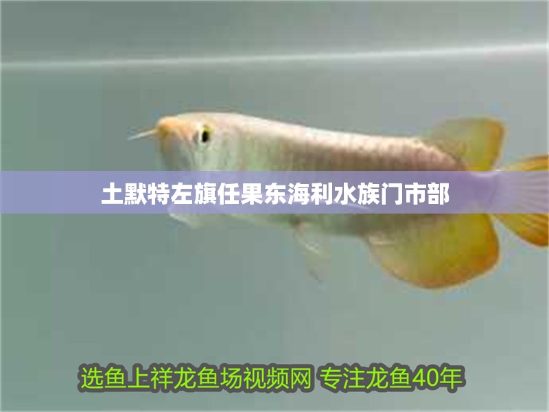 土默特左旗任果東海利水族門市部