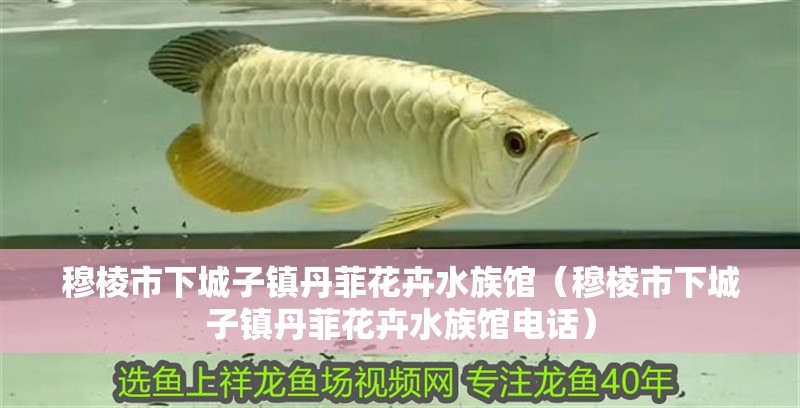 穆棱市下城子鎮丹菲花卉水族館（穆棱市下城子鎮丹菲花卉水族館電話） 穆棱市下城子鎮丹菲花卉水族館（穆棱市下城子鎮丹菲花卉水族館電話） 全國水族館企業名錄 第1張