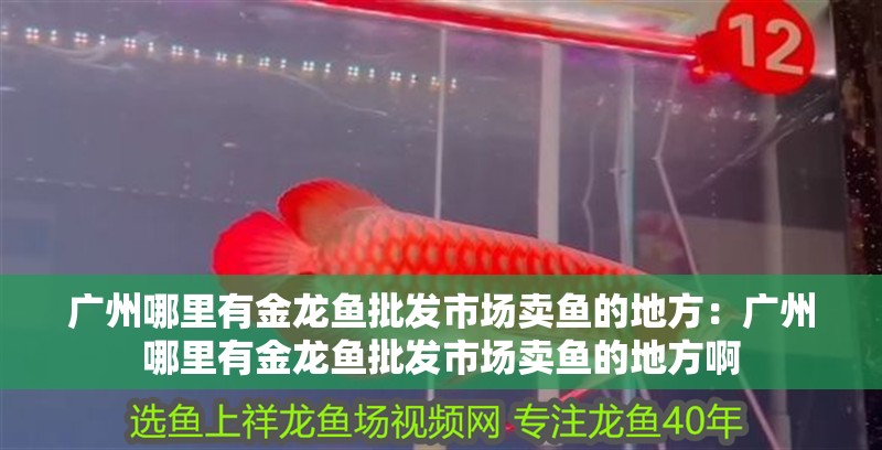 廣州哪里有金龍魚批發市場賣魚的地方：廣州哪里有金龍魚批發市場賣魚的地方啊