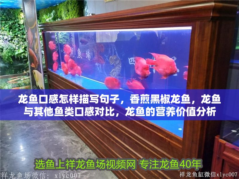 龍魚口感怎樣描寫句子，香煎黑椒龍魚，龍魚與其他魚類口感對比，龍魚的營養價值分析 龍魚口感怎樣描寫句子，香煎黑椒龍魚，龍魚與其他魚類口感對比，龍魚的營養價值分析 龍魚百科 第2張