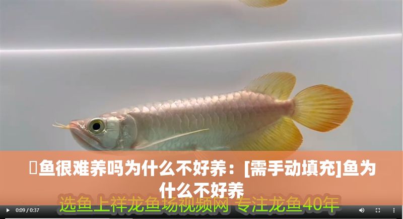 魟魚很難養(yǎng)嗎為什么不好養(yǎng)：[需手動填充]魚為什么不好養(yǎng)
