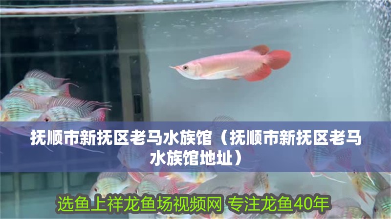 撫順市新撫區老馬水族館（撫順市新撫區老馬水族館地址）