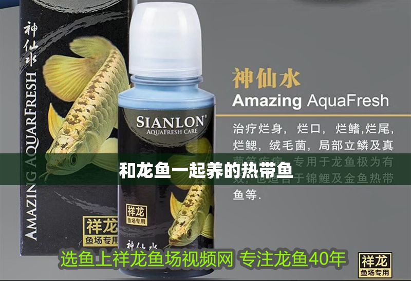 和龍魚一起養的熱帶魚