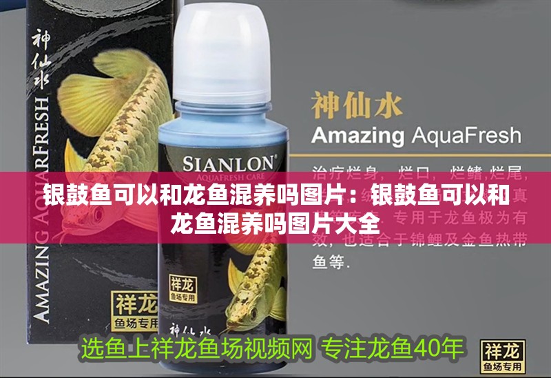 銀鼓魚可以和龍魚混養嗎圖片：銀鼓魚可以和龍魚混養嗎圖片大全