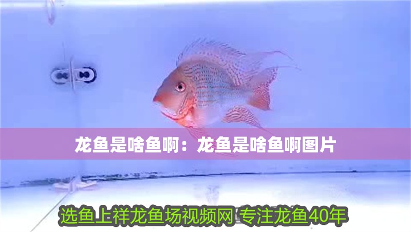 龍魚是啥魚?。糊堲~是啥魚啊圖片