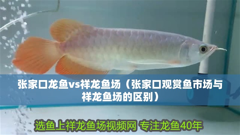 張家口龍魚vs祥龍魚場（張家口觀賞魚市場與祥龍魚場的區(qū)別）