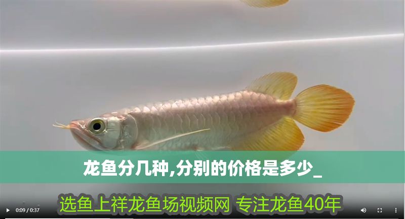 龍魚分幾種,分別的價格是多少_