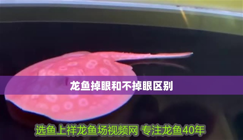 龍魚掉眼和不掉眼區別
