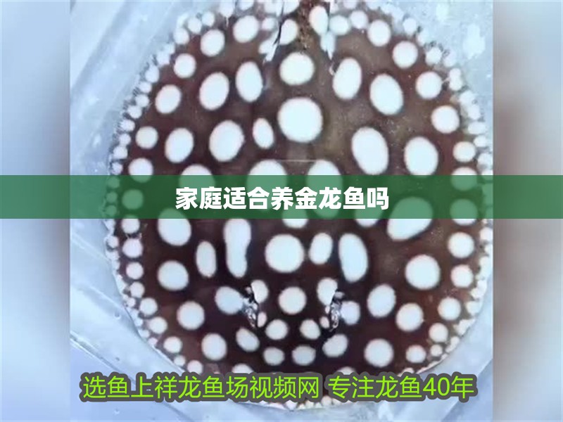 家庭適合養(yǎng)金龍魚嗎