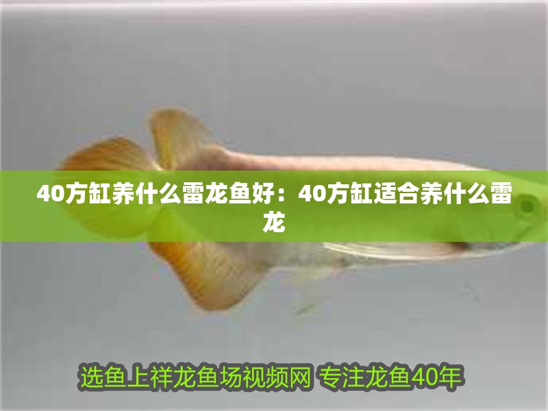 40方缸養什么雷龍魚好：40方缸適合養什么雷龍