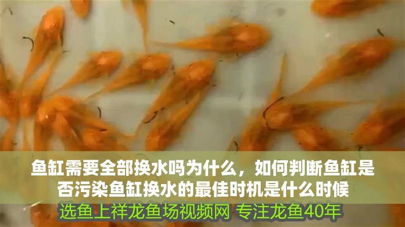 魚缸需要全部換水嗎為什么，如何判斷魚缸是否污染魚缸換水的最佳時機是什么時候