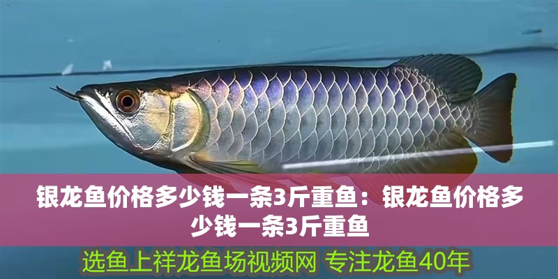 銀龍魚價(jià)格多少錢一條3斤重魚：銀龍魚價(jià)格多少錢一條3斤重魚 銀龍魚價(jià)格多少錢一條3斤重魚：銀龍魚價(jià)格多少錢一條3斤重魚 水族問答