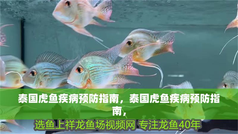 泰國虎魚疾病預防指南，泰國虎魚疾病預防指南，