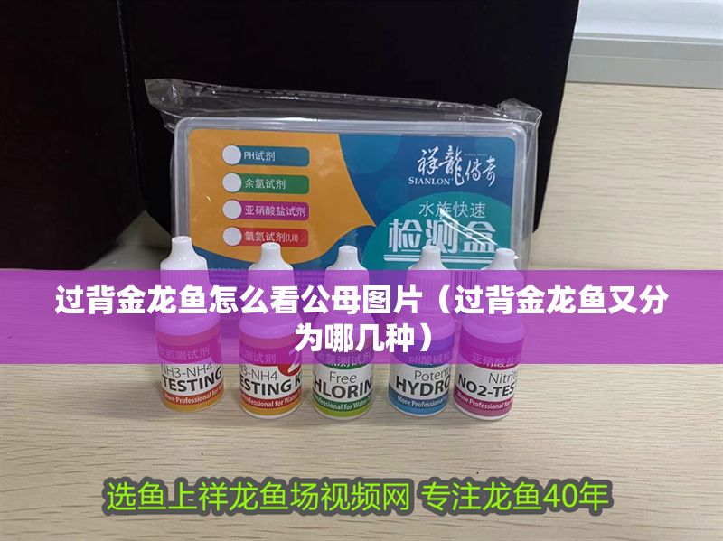 過(guò)背金龍魚(yú)怎么看公母圖片（過(guò)背金龍魚(yú)又分為哪幾種）