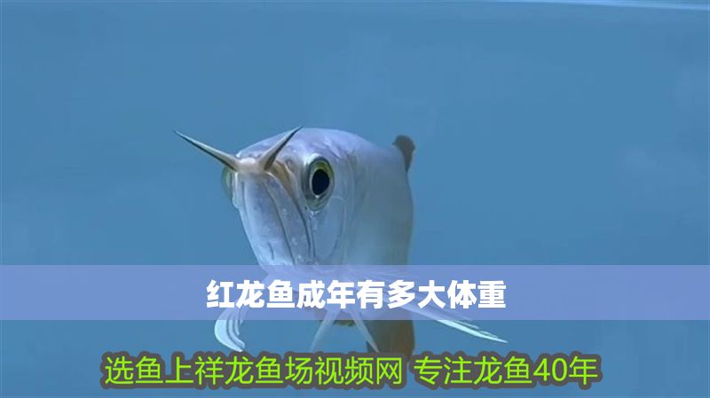 紅龍魚成年有多大體重