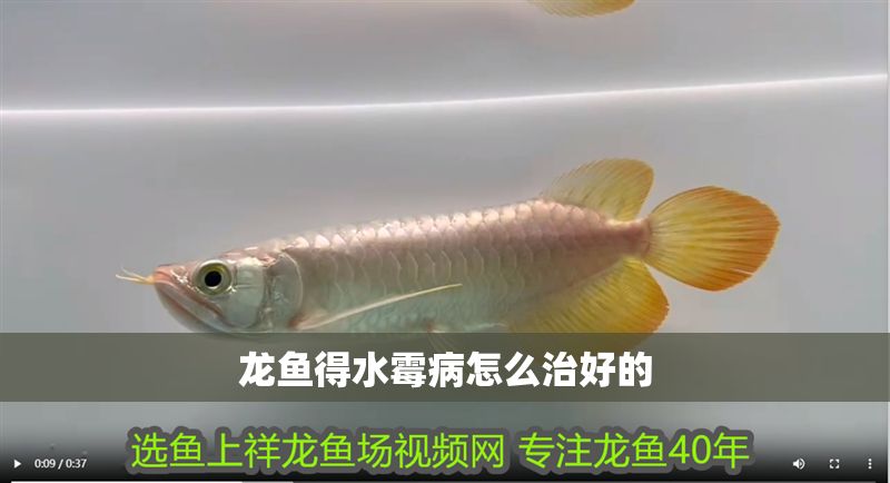 龍魚得水霉病怎么治好的