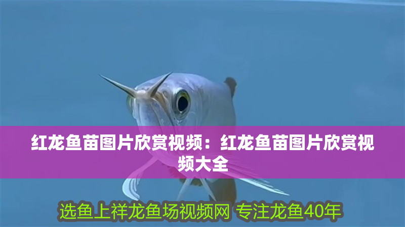 紅龍魚苗圖片欣賞視頻:紅龍魚苗圖片欣賞視頻大全 水族問答 紅龍魚苗圖片欣賞視頻:紅龍魚苗圖片欣賞視頻大全 紅龍魚苗圖片欣賞視頻:紅龍魚苗圖片欣賞視頻大全 水族問答