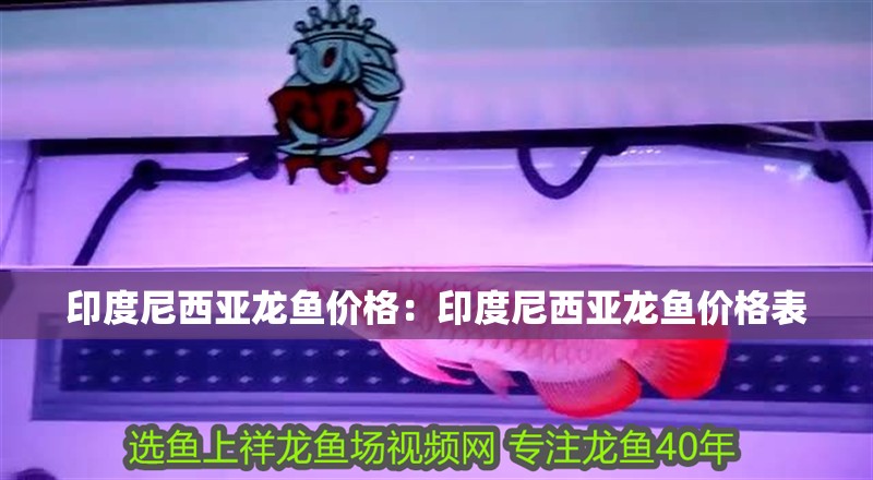 印度尼西亞龍魚價格：印度尼西亞龍魚價格表