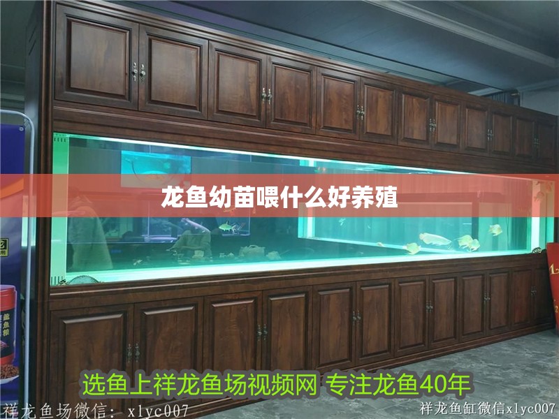 龍魚幼苗喂什么好養(yǎng)殖