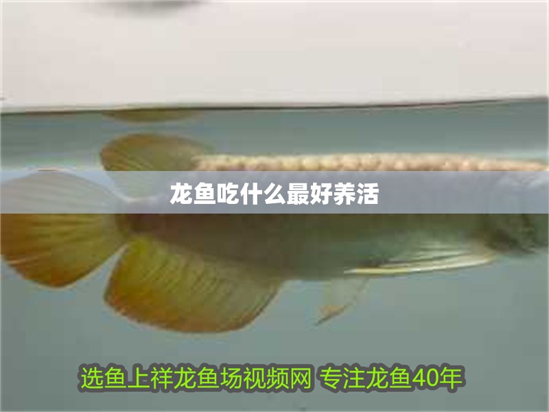 龍魚吃什么最好養活 龍魚吃什么最好養活 龍魚百科 第2張