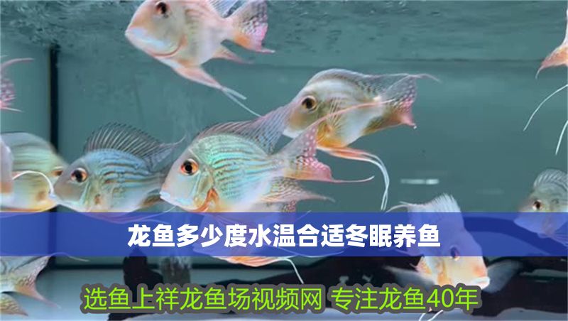 龍魚多少度水溫合適冬眠養魚