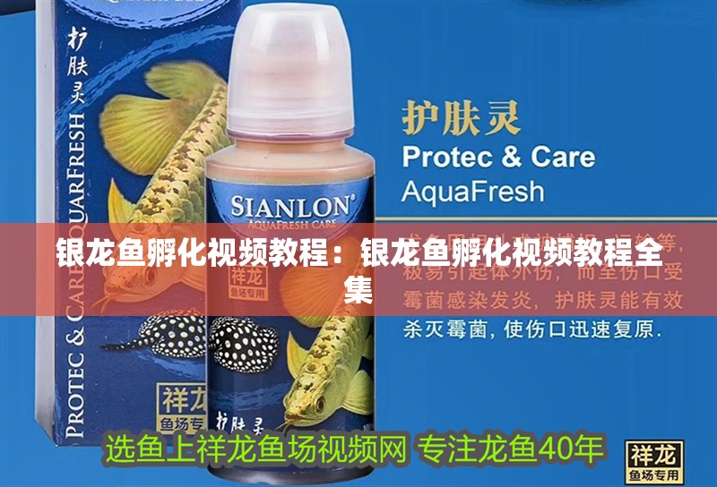 銀龍魚孵化視頻教程：銀龍魚孵化視頻教程全集