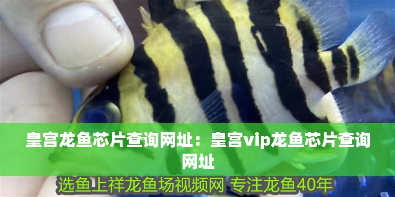 皇宮龍魚芯片查詢網(wǎng)址：皇宮vip龍魚芯片查詢網(wǎng)址