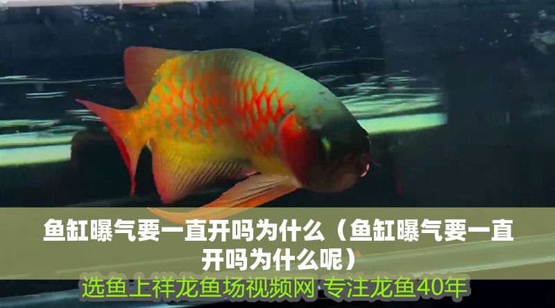 魚缸曝氣要一直開嗎為什么（魚缸曝氣要一直開嗎為什么呢） 魚缸曝氣要一直開嗎為什么（魚缸曝氣要一直開嗎為什么呢） 龍魚百科 第1張