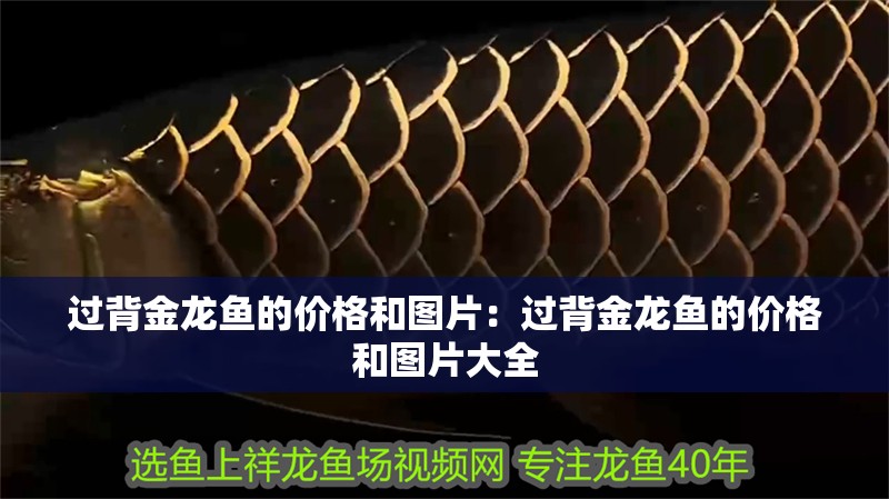 過背金龍魚的價格和圖片：過背金龍魚的價格和圖片大全