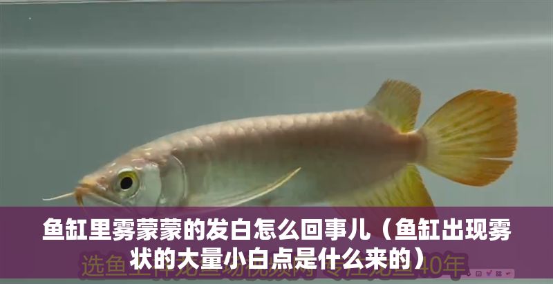 魚缸里霧蒙蒙的發白怎么回事兒（魚缸出現霧狀的大量小白點是什么來的）