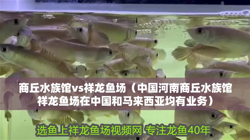 商丘水族館vs祥龍魚場（中國河南商丘水族館祥龍魚場在中國和馬來西亞均有業務）