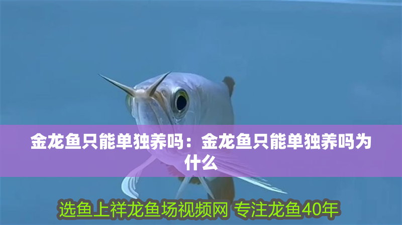 金龍魚只能單獨養嗎：金龍魚只能單獨養嗎為什么