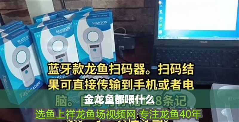 金龍魚都喂什么