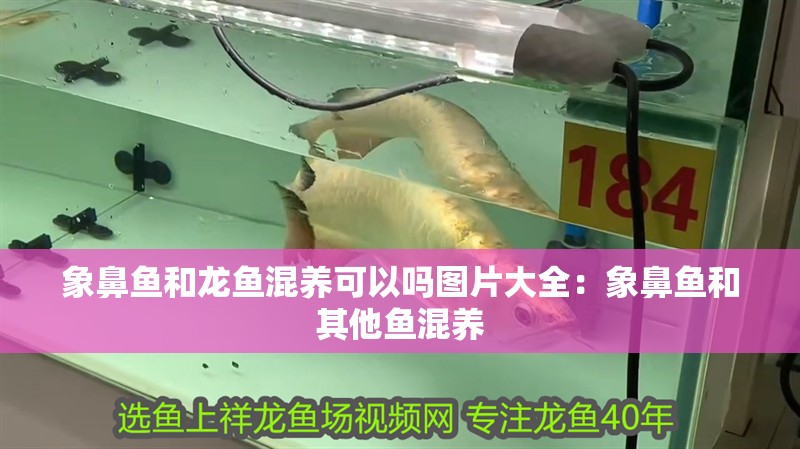 象鼻魚和龍魚混養可以嗎圖片大全：象鼻魚和其他魚混養