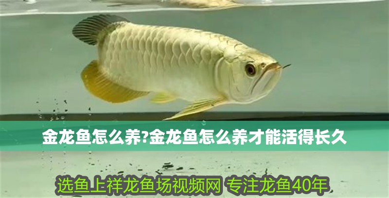 金龍魚(yú)怎么養(yǎng)?金龍魚(yú)怎么養(yǎng)才能活得長(zhǎng)久