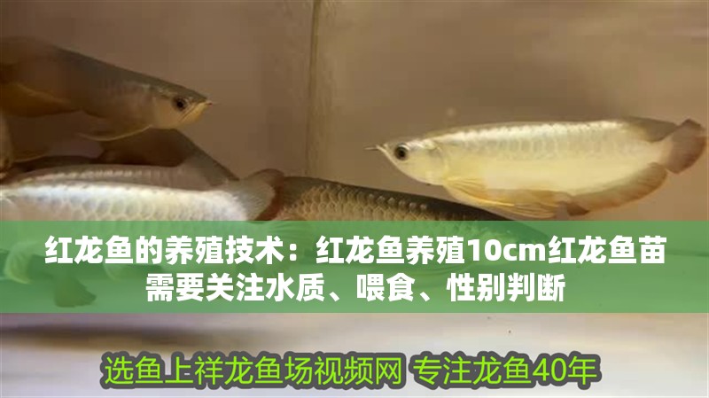 紅龍魚的養殖技術：紅龍魚養殖10cm紅龍魚苗需要關注水質、喂食、性別判斷