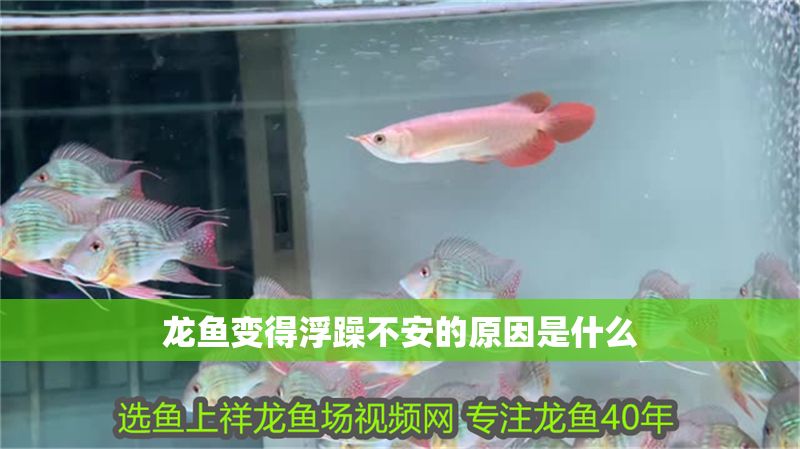 龍魚變得浮躁不安的原因是什么 龍魚變得浮躁不安的原因是什么 龍魚百科 第2張