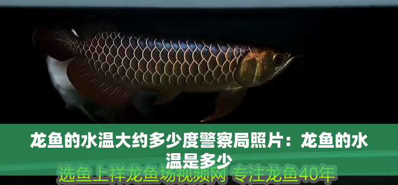 龍魚的水溫大約多少度警察局照片：龍魚的水溫是多少