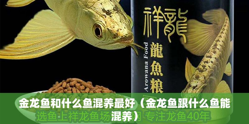 金龍魚和什么魚混養(yǎng)最好（金龍魚跟什么魚能混養(yǎng)）