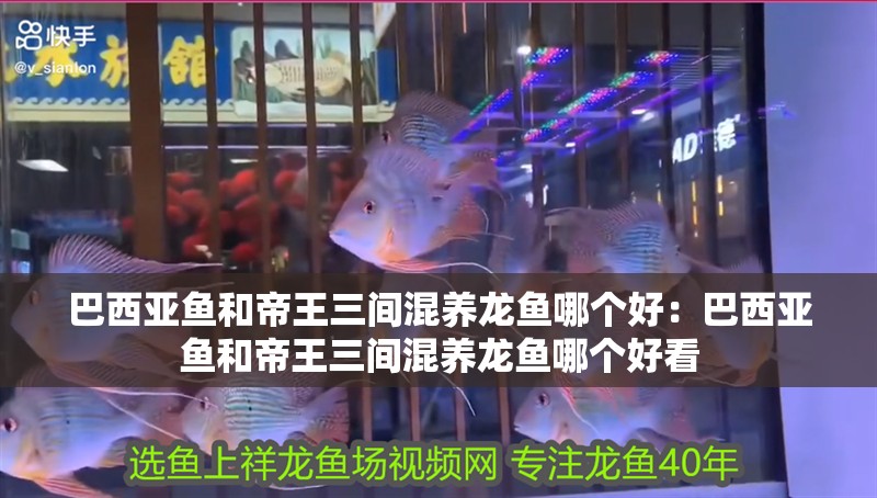 巴西亞魚和帝王三間混養(yǎng)龍魚哪個(gè)好：巴西亞魚和帝王三間混養(yǎng)龍魚哪個(gè)好看