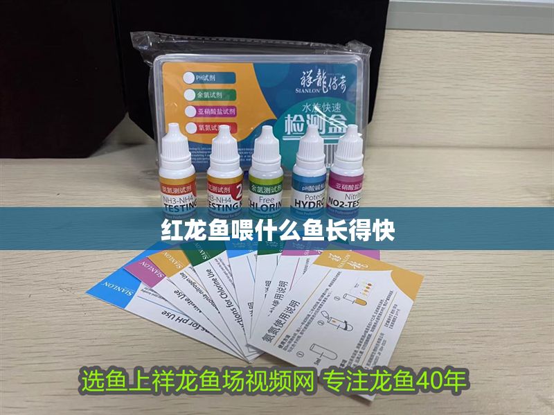 紅龍魚喂什么魚長得快