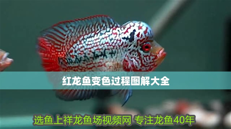 紅龍魚變色過程圖解大全