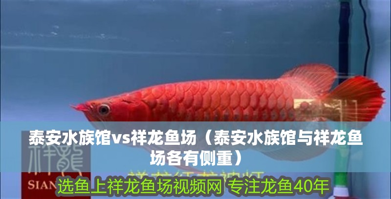 <strong><mark>泰安</mark></strong>水族館vs祥龍魚場（<strong><mark>泰安</mark></strong>水族館與祥龍魚場各有側重）