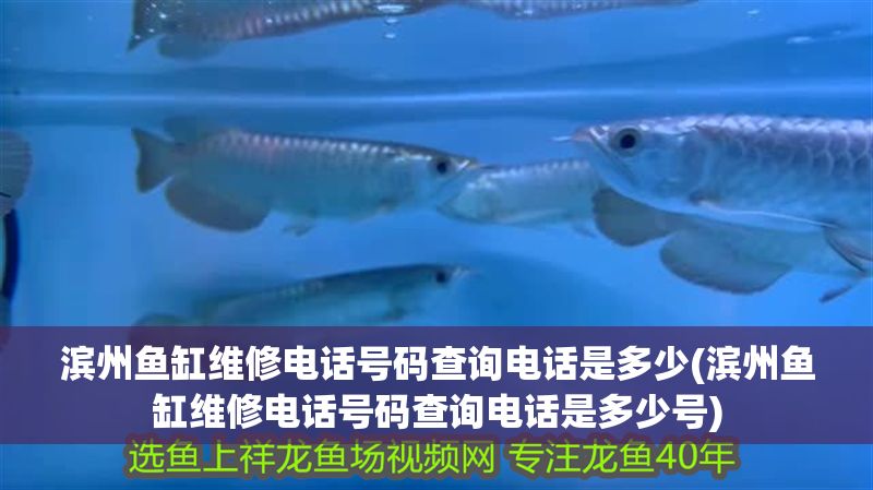 濱州魚缸維修電話號碼查詢電話是多少(濱州魚缸維修電話號碼查詢電話是多少號)