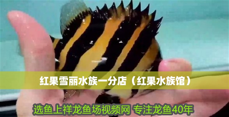 紅果雪麗水族一分店（紅果水族館）